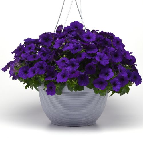Petunia ‘Easy Wave® Blue’