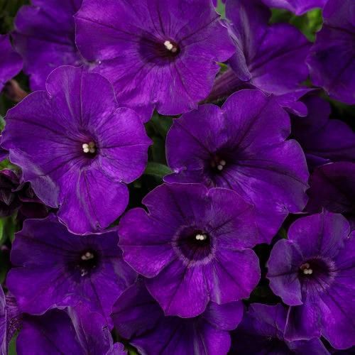 Petunia 'Supertunia® Royal Velvet'