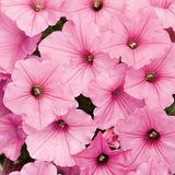 Petunia 'Supertunia® Vista Bubblegum'