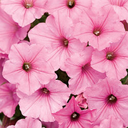 Petunia 'Supertunia® Vista Bubblegum'