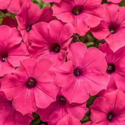 Petunia 'Supertunia® Vista Fuchsia'