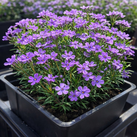 Creeping Phlox 'Purple Beauty'