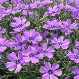 Creeping Phlox 'Purple Beauty'