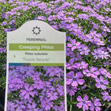 Creeping Phlox 'Purple Beauty'