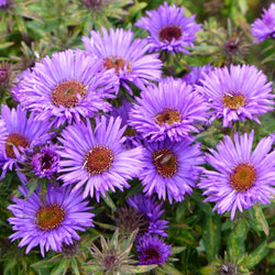 Aster 'Purple Dome'