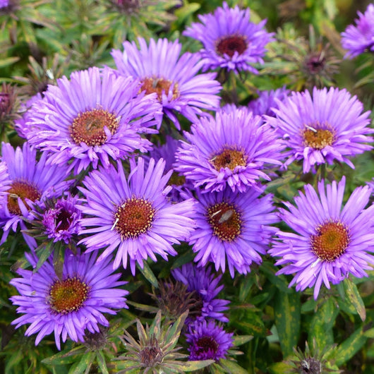 Aster 'Purple Dome'
