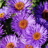 Aster 'Purple Dome'