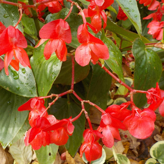 Begonia 'Dragon Wing® Red'