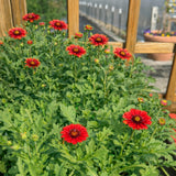 Gaillardia ‘Arizona Red Shades' (Blanket Flower)