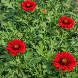 Gaillardia ‘Arizona Red Shades' (Blanket Flower)