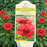 Gaillardia ‘Arizona Red Shades' (Blanket Flower)