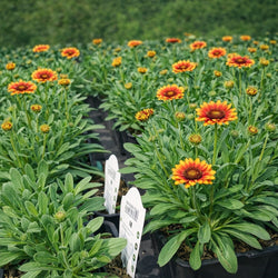Gaillardia ‘SpinTop™ Red Starburst'