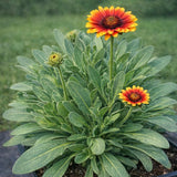 Gaillardia ‘SpinTop™ Red Starburst'