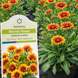 Gaillardia ‘SpinTop™ Red Starburst'