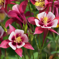Aquilegia 'Earlybird™ Red & White' (Columbine)