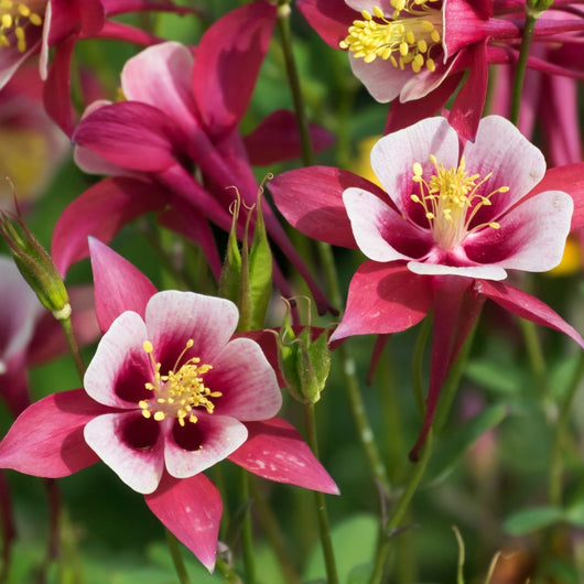 Aquilegia 'Earlybird™ Red & White' (Columbine)