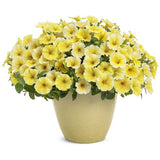 Petunia 'Supertunia® Saffron Finch'