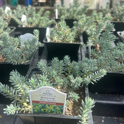 Sedum 'Blue Spruce'
