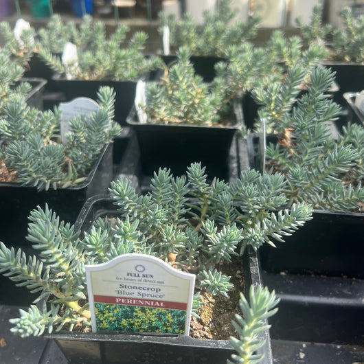 Sedum 'Blue Spruce'