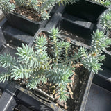 Sedum 'Blue Spruce'