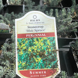 Sedum 'Blue Spruce'