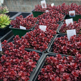 Sedum 'Voodoo'