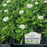 Iberis 'Snow Flurries' (Candytuft)