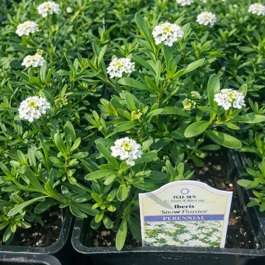 Iberis 'Snow Flurries' (Candytuft)
