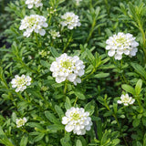 Iberis 'Snow Flurries' (Candytuft)