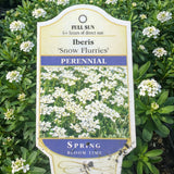 Iberis 'Snow Flurries' (Candytuft)