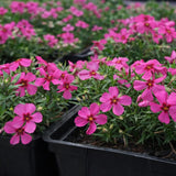 Creeping Phlox 'Spring® Scarlet'