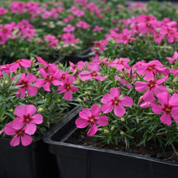 Creeping Phlox 'Spring® Scarlet'