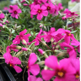 Creeping Phlox 'Spring® Scarlet'