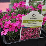 Creeping Phlox 'Spring® Scarlet'