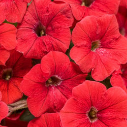 Petunia 'Supertunia® Really Red'