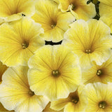 Petunia 'Supertunia® Saffron Finch'