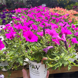 Petunia 'Supertunia Vista® Jazzberry™