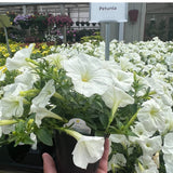 Petunia 'SureShot™ White'