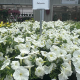Petunia 'SureShot™ White'