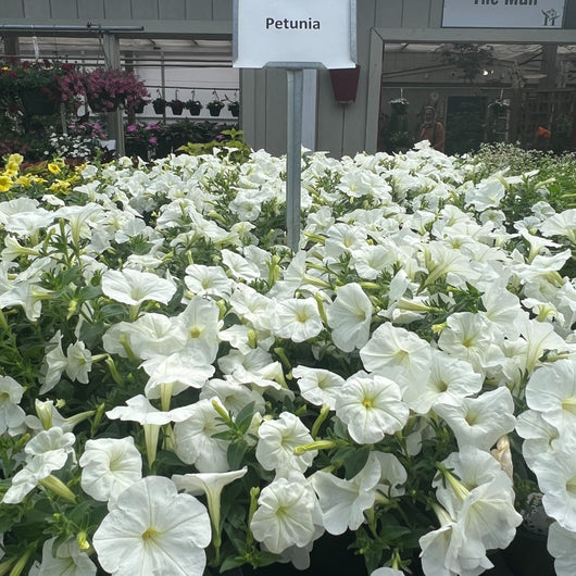 Petunia 'SureShot™ White'