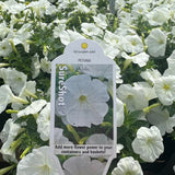 Petunia 'SureShot™ White'