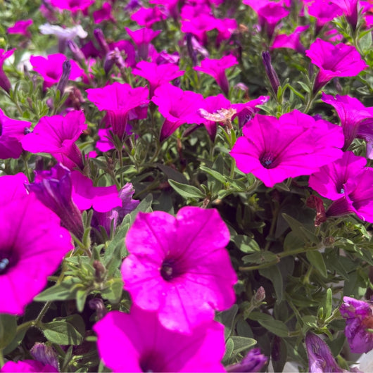 Petunia 'Supertunia Vista® Jazzberry™