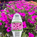 Petunia 'Supertunia Vista® Jazzberry™