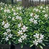 Gaura 'Whirling Butterflies'