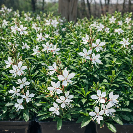 Gaura 'Whirling Butterflies'