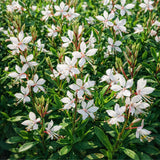 Gaura 'Whirling Butterflies'