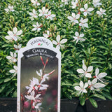 Gaura 'Whirling Butterflies'