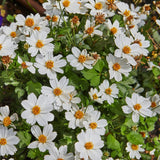 Bidens 'White Delight™ Improved'