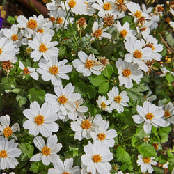Bidens 'White Delight™ Improved'