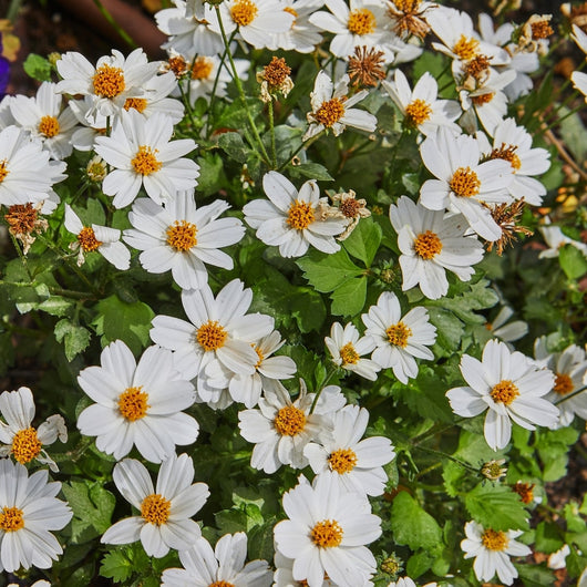 Bidens 'White Delight™ Improved'